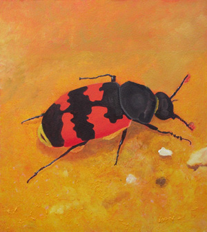 Nicrophorus vespillo - Gemeiner Totengräber